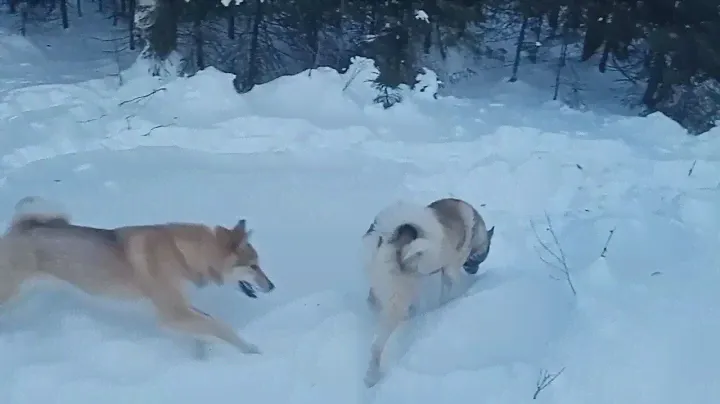 Нож от"Кизляр" подвёл. Гуляю с собаками.
