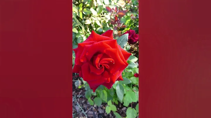 Изготовление шашки (строевая)#1 #кузнец #шашки #мечи #кинжал #сувениры